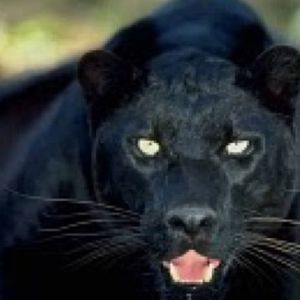 Meet your Posher, Billy